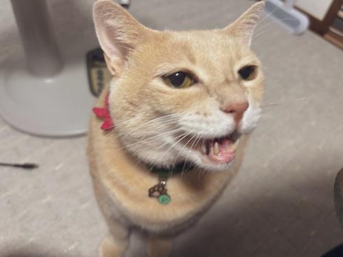 猫が抱っこを要求して泣いているところ