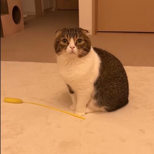 見つめる猫2