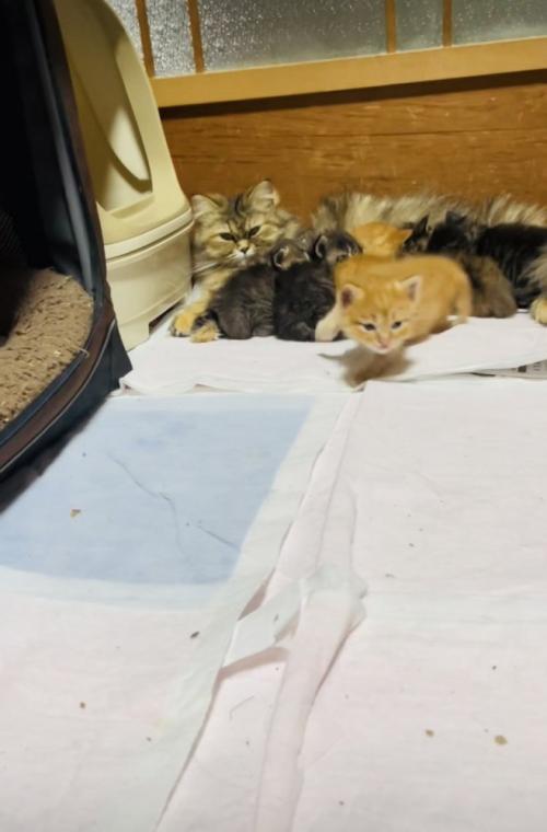 お母さん猫のおっぱいを飲む5匹の子猫とママに向かって歩く茶トラ子猫