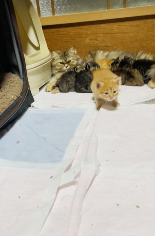 お母さん猫のおっぱいを飲む5匹の子猫と立ち上がる茶トラ子猫