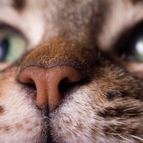 猫の鼻が『ヒクヒク動いている』ときの原因4つ 異常が起きていることも?注意すべきケースまで解説