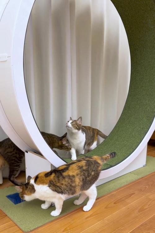 キャットホイールの周りにいる猫