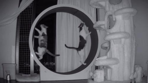 キャットホイールで立つ2匹の猫