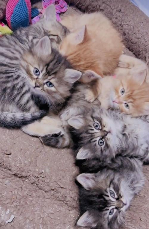 マットの上でくつろぐ6匹の子猫