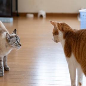 猫同士で『追いかけっこ』をしているときの理由3選　仲良いの？悪いの？やめてほしいときの対処法まで