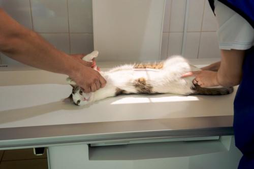 レントゲン撮影をされる猫
