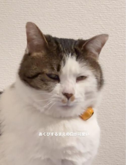 振り返る猫