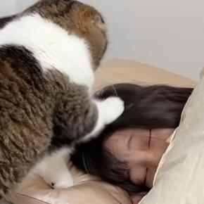 深夜2時、眠っているママのもとへ向かった猫→どうしても甘えたくて…『猛アピール』の様子が31万再生「赤ちゃんみたいｗ」「勢いが凄いｗ」