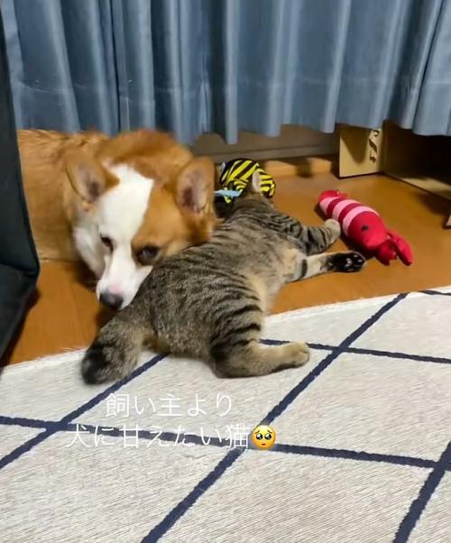 犬の甘える猫