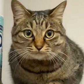 冷蔵庫の上に乗っていた猫に『にゃーん』と声をかけてみると…たまらなく可愛い『お返事』に3万いいね「100点満点」「何回も見てしまった」