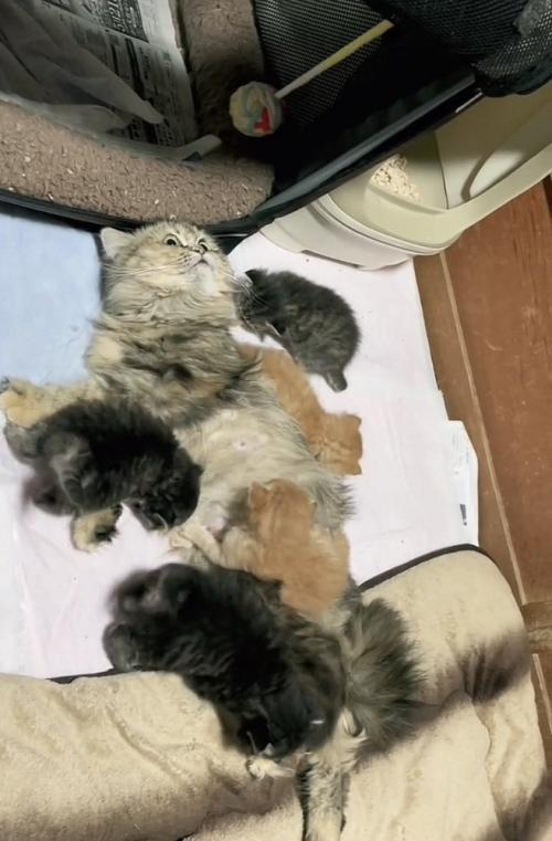 お母さん猫と6匹の子猫