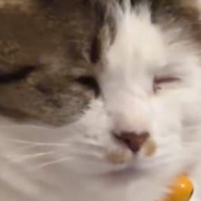 あくびをしようとした猫→『口元』が…ニヤけずにはいられない『可愛すぎる表情』に11万いいね「たまらんすぎる」「人間味あって笑った」