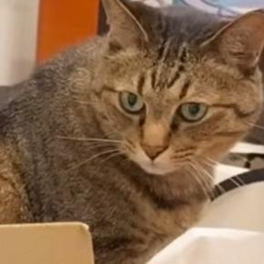 段ボール箱の中で寝ていた猫→飼い主が『寝る準備』を始めると…甘えん坊猫が見せた『愛おしすぎる行動』に「とっても可愛い」「たまらない」