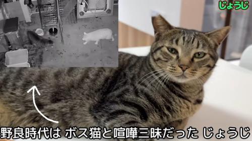 くつろいでいる猫とけんかしている猫
