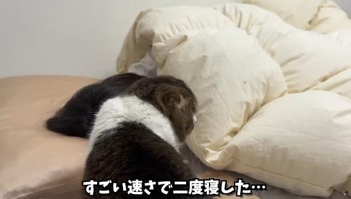 眠っている女性の横にいる猫