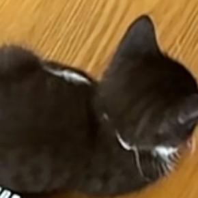 リモコンの隣でくつろぐ赤ちゃん猫→大きさを比べると…想像以上に『愛おしすぎる光景』が27万再生「とてつもなく可愛い」「パヤパヤしとる」
