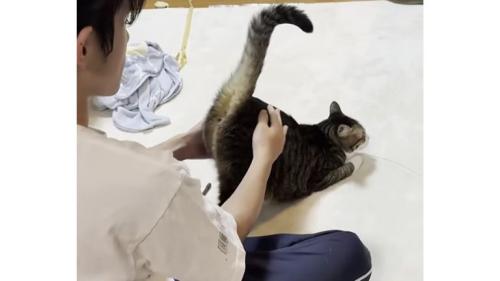 猫と男性