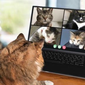 猫たちによる組織『NNN（ねこねこネットワーク）』の謎4選　もしかしたら飼い主は選ばれているのかも…？