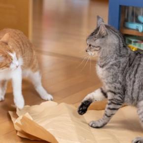 『多頭飼いが苦手な猫』が持っている特徴5選　ひとりの方が楽なの？向かない理由も解説