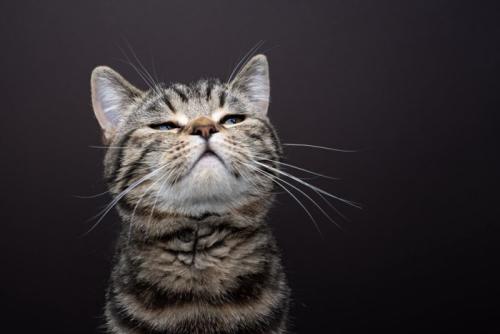 空気のにおいを嗅いでいる?猫