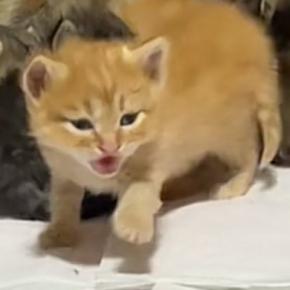 お母さん猫のところにいた赤ちゃん猫→『おいで』と呼ばれると…キュンとくる『尊い瞬間』に1万いいね「わかったんだねー」「キャー天使」