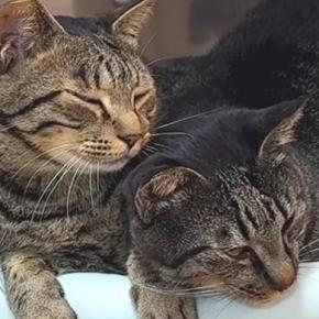 同居猫のことが大好きすぎる猫…あまりにも尊い『いつもくっついている光景』が10万再生「可愛すぎてニヤニヤした」「愛が強すぎるw」