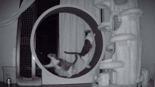 キャットホイールに乗る2匹の猫