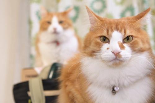 二匹の猫 正面 