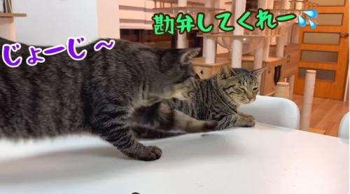 逃げる猫と追いかける猫