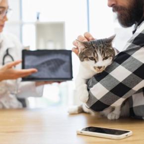猫の『レントゲン検査』に関する4つの知識　撮影してわかることや必要になるケースを解説