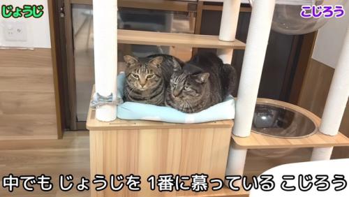 二匹でくっついて座っている猫