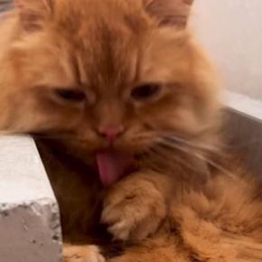 お腹を一生懸命に毛づくろいしていた長毛猫…突然の『人間味あふれる行動』に「大人みたいw」「毛が長いしきっと大変だよねw」と23万再生
