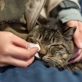 猫に『涙やけ』ができてしまうのはなぜ?主な原因や予防法、お手入れのポイントまで解説