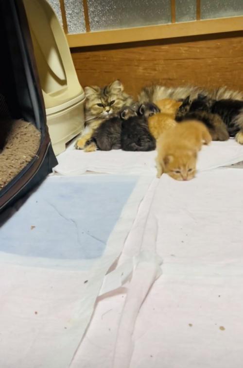 お母さん猫のおっぱいを飲む5匹の子猫とママに向かって歩く茶トラ子猫