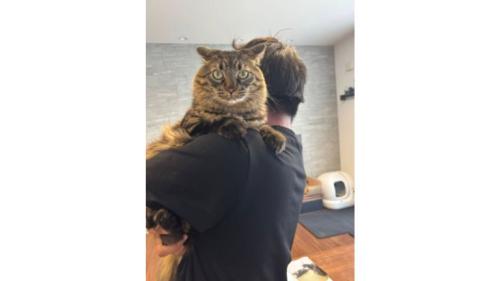 男性に抱かれる猫