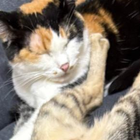 新居にきて1日目は『ビクビクしていた猫たち』→2日目になると…順応力が高すぎる光景に1万いいね「前世人ではw」「めっちゃかわいい」