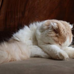 猫が顔を伏せて『ごめん寝』をする理由5つ　可愛らしい寝姿の意味や心理まで