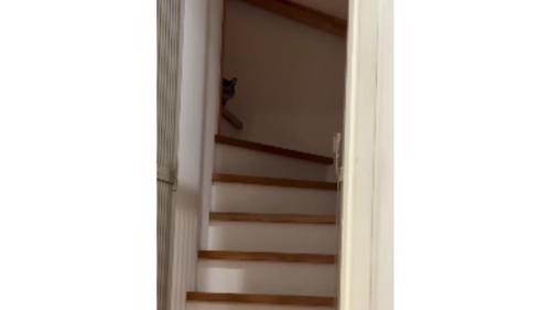 階段にいる猫