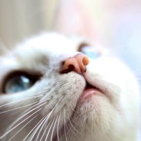 猫にとって耐えがたい『大嫌いなニオイ』5つ 苦手に感じる理由や健康への悪影響まで解説