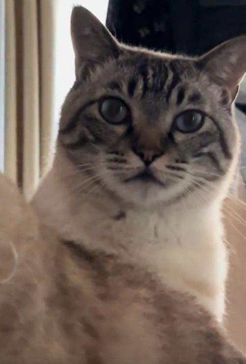一点を見つめる猫