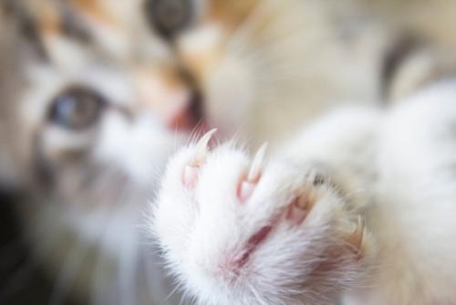 長い爪を見せてくる猫