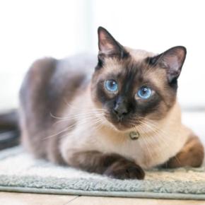 猫の『顔の形』は3種類に分けられる？タイプごとの特徴や代表的な猫種をご紹介