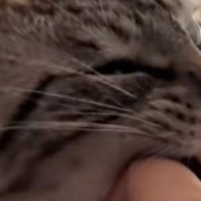 飼い主に甘える母猫→後ろにいる『息子猫の表情』を見ると…『まさかの光景』に爆笑の声続出「感情を知りたいｗ」「めっちゃ見てるｗ」