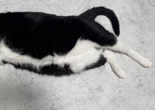 猫のお腹