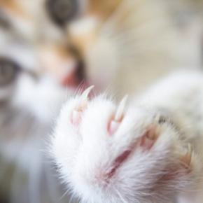猫に『引っ掻かれがちな人』に当てはまる特徴5選 なぜあなただけ?見直したい接し方とは