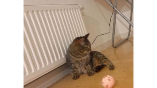 室内にいる猫