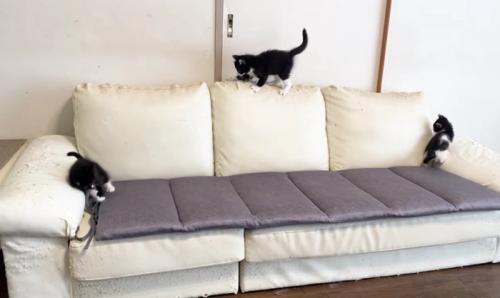 3匹の子猫がソファの上で遊んでいる