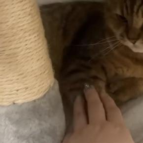 キャットタワーでくつろぐ猫の前足の上に『手を乗せてみた』結果…思わず笑ってしまう『攻防戦』に「負けられない戦い」「いい顔するなぁｗ」