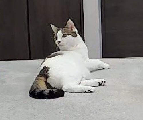 床に寝転がりながら自動給餌器の方を見つめる猫