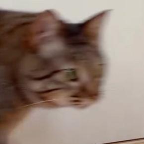 保護猫を家に迎えて21日目→近づいてきたと思ったら、次の瞬間…『まさかの行動』に1万いいね「笑ってしまったw」「歩き方がw」